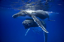 Humpback whale mother pushing  her calf up to the surface (Megaptera novaeangliae), Kingdom of Tonga, South Pacific. 2005
