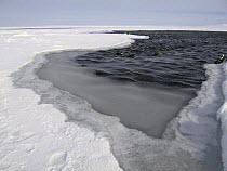 Polyna (hole in ice kept open by currents) with eider ducks in Belcher Islands near Sanikiluaq, Hudson Bay, Canada. 2005