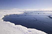 Polyna (hole in ice kept open by currents) with eider ducks in Belcher Islands near Sanikiluaq, Hudson Bay, Canada. 2005
