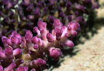 Hard coral {Acropora sp} Great Barrier Reef, Queensland, Australia