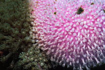 Paritally bleached Daisy coral {Goniopora sp} Sulawesi, Indonesia, showing polyps with and without algae.