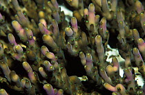 Closed polyps of Hard coral {Acropora sp} Philippines, Indo-pacific