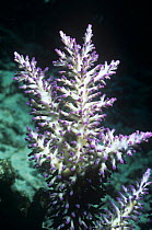 Hard coral {Acropora echinata} Great Barrier Reef, Queensland, Australia