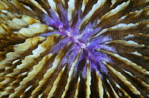 Close up of Mushroom coral (Fungia fungites) Sulawesi, Indonesia