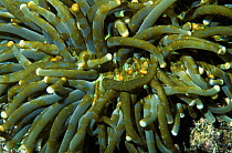 Mushroom coral {Heliofungia actiniformis} with Acoel flatworms {Waminoa sp} Bunaken, Sulawesi, Indonesia