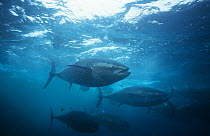Bluefin tuna {Thunnus thynnus} captive in fish farm, Japan, 2000