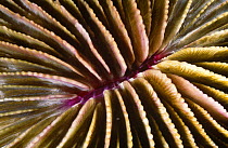 Close up of Mushroom coral (Fungia sp) Red Sea, Egypt