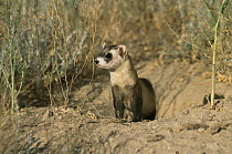 Black footed ferret {Mustela nigripes} at burrow, endangered, Colorado, USA