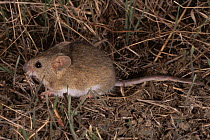 Western harvest mouse {Reithrodontomys megalotis} Colorado, USA