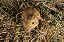 Plains pocket mouse {Perognathus flavescens} Colorado, USA