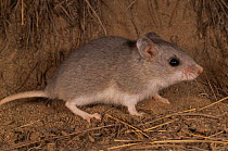 Northern grasshopper mouse {Onychomys leucogaster} Colorado, USA