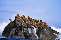 Steller's sealions {Eumetopias jubata} group on haulout on rock, Kodiak, Alaska, USA