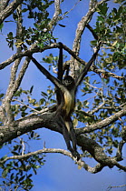 Black handed spider monkey {Ateles geoffroyi} hanging in tree, Captive, Belize Zoo