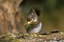 North american red squirrel {Tamiasciurus hudsonicus} feeding on Douglas fir cone, USA