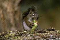 North american red squirrel {Tamiasciurus hudsonicus} feeding on Douglas fir cone, USA