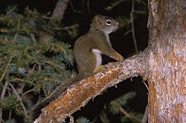 Douglas fir squirrel / Chickaree {Tamiasciurus douglasii} juvenile, Colorado, USA