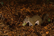 North american red squirrel {Tamiasciurus hudsonicus} hiding Douglas fir cone in midden, USA