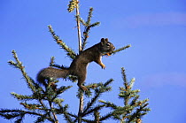 North american red squirrel {Tamiasciurus hudsonicus} searching for fir cones at top of  Douglas fir tree, USA