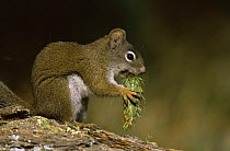 Douglas fir squirrel / Chickaree {Tamiasciurus douglasii} feeding on fir cone, Colorado, USA