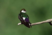 Violet green swallow {Tachycineta thalassina} USA