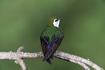Violet green swallow {Tachycineta thalassina} Colorado, USA