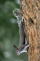 Abert's squirrel {Sciurus aberti} descending tree trunk, USA