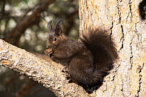 Abert's squirrel {Sciurus aberti} USA