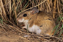 Deer mouse {Peromyscus maniculatus} Colorado, USA
