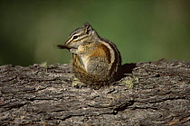Least chipmunk {Eutamias minimus} Rocky Mountain NP, Colorado, USA