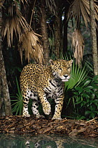 Jaguar {Panthera onca} captive, Belize, Central America