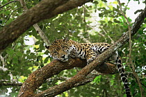 Jaguar {Panthera onca} resting in tree, captive, Belize, Central America