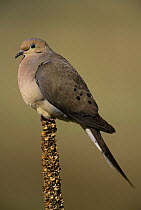 Mourning dove {Zenaida macroura} Colorado, USA