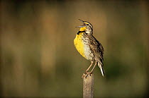 Western meadowlark {Sturnella neglecta} singing, Colorado, USA
