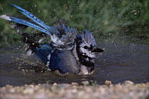 Blue jay {Cyanocitta cristata} bathing, Colorado, USA