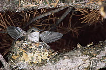 Broad tailed hummingbird chick exercising wings in nest {Selasphorus platycercus}