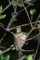 Anna's hummingbird {Calypte anna} female on nest made of thread and other materials, Arizona, USA