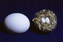 Anna's hummingbird {Calypte anna} eggs in nest with Domestic chicken egg for size comparison, USA