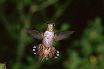 Rufous hummingbird {Selasphorus rufus} hovering showing tail feathers fanned out, USA