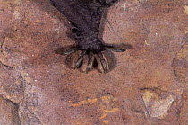 Little brown bat {Myotis lucifugus} close up of hand and claws, USA
