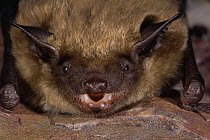 Little brown bat {Myotis lucifugus} portrait, USA