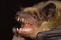 Little brown bat {Myotis lucifugus} close up of mouth showing teeth, USA