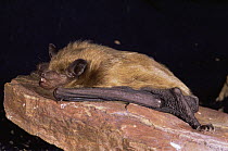 Little brown bat {Myotis lucifugus} roosting, USA