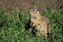 Wyoming ground squirrel {Spermophilus elegans} USA