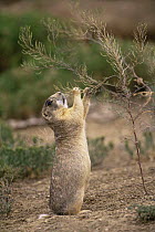 Wyoming ground squirrel {Spermophilus elegans} reaching up to feed, USA