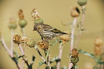 Pine siskin {Carduelis pinus} on Thistle seedheads,  Colorado, USA