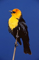 Yellow headed blackbird {Xanthocephalus xanthocephalus} male, USA