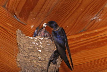 Barn swallow {Hirundo rustica} removing faecal sac from nest, USA