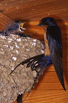 Barn swallow {Hirundo rustica} feeding chick in nest under eaves, USA