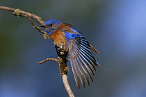 Western bluebird {Siala mexicana} stretching wing, Colorado, USA