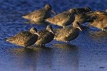 Marbled godwits {Limosa fedoa} in water, Laguna Madre, Texas, USA